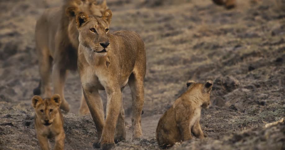 A lioness leads her cubs across dry grasslands with a male lion following behind