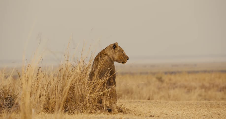 Lioness in a savannah during a cloudy day