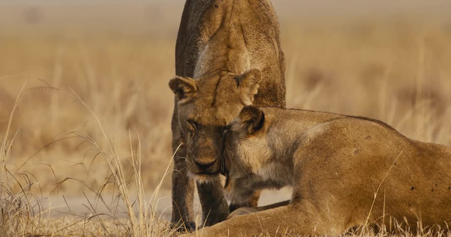 The lions rub heads together