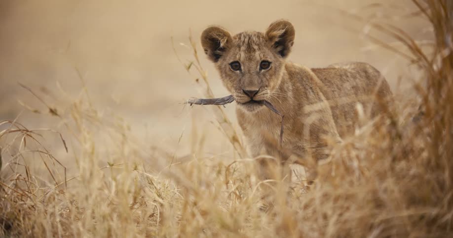 Lion cub with a twig in its mouth lying down in the jungle