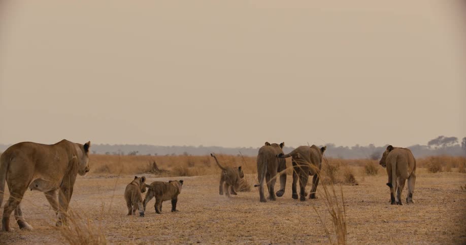 A pride of lions and their cubs walk through an open field in the wilderness
