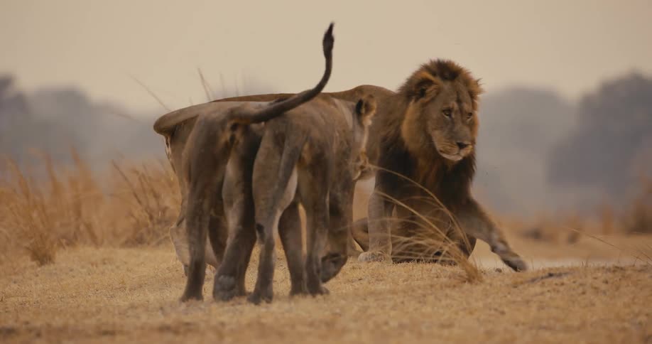 A group of lions walk together in the jungle at dusk