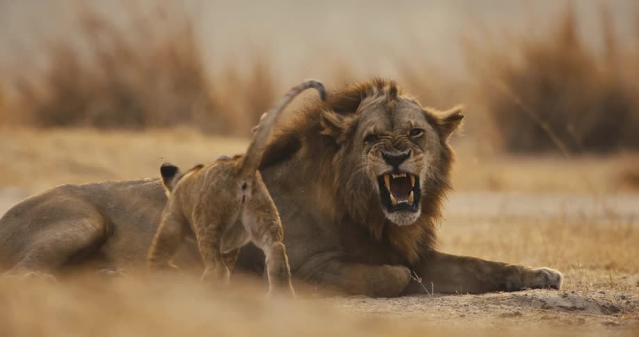 A roaring male lion lies on the ground beside a lion cub in dry grassland
