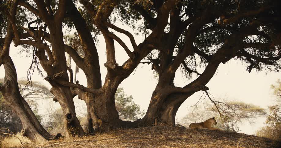 Female lion sits under a large tree in the jungle during daytime