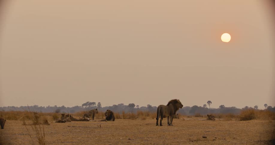 A family of lions are on the sahara