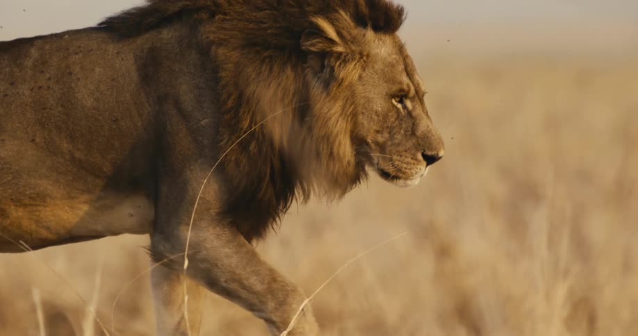 The large lion walks over the savanna