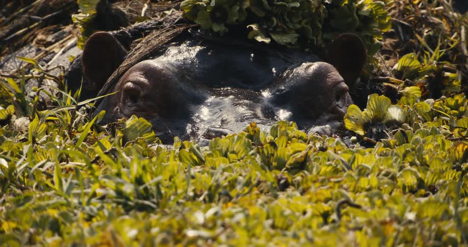 Hippopotamus camouflaged among green plants