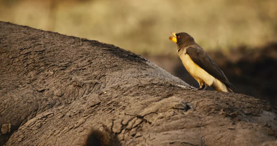 Bird on top of a hippo