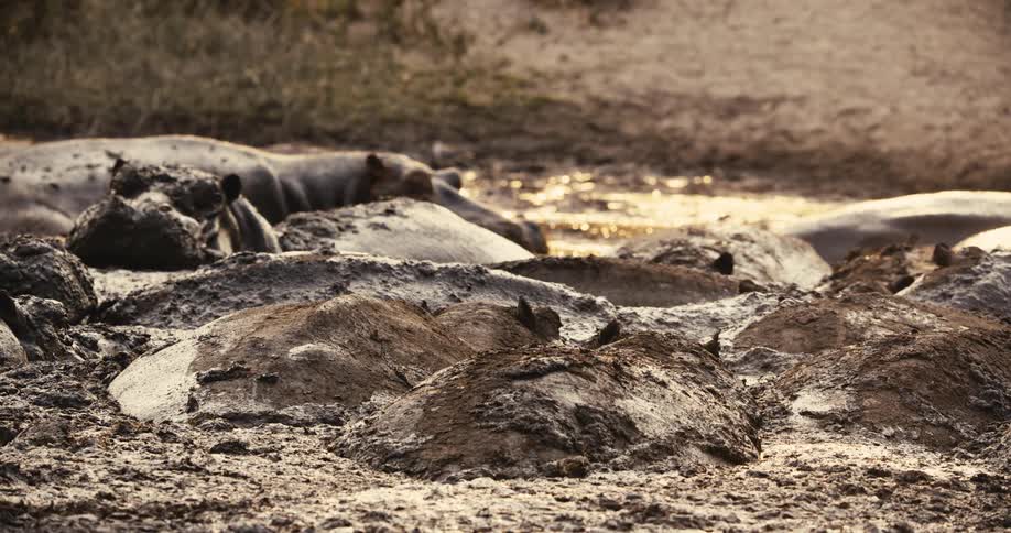 Hippos are resting in the mud together