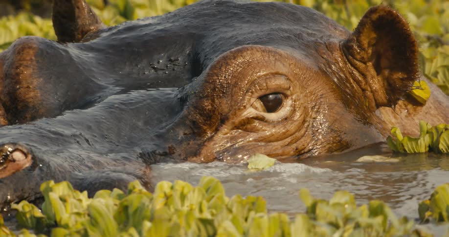 The hippo shoots water out of its nose