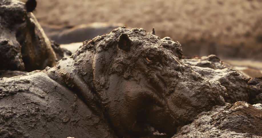 Close up of a herd of hippos wallowing in muddy water during daytime