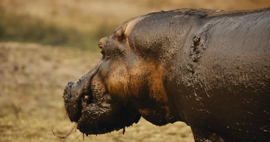 Hippopotamus with body covered in mud