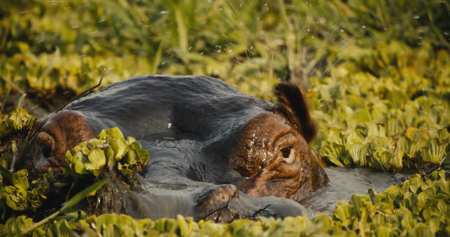 The hippo rises up out of the marsh