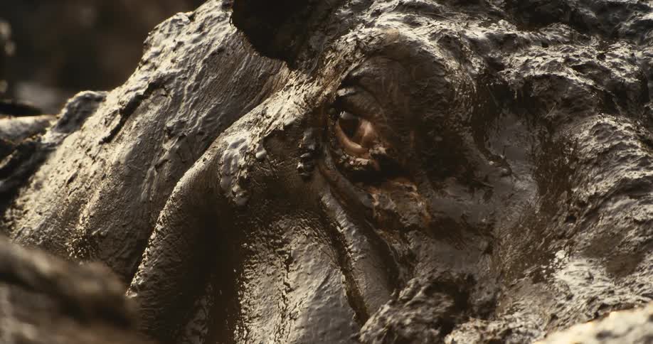 The watchful eye of a hippopotamus stares out from beneath a thick textured layer of caked on mud