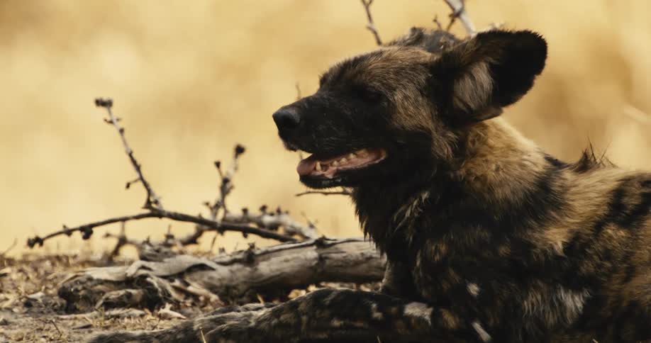 A wild dog or painted wolf in the bush