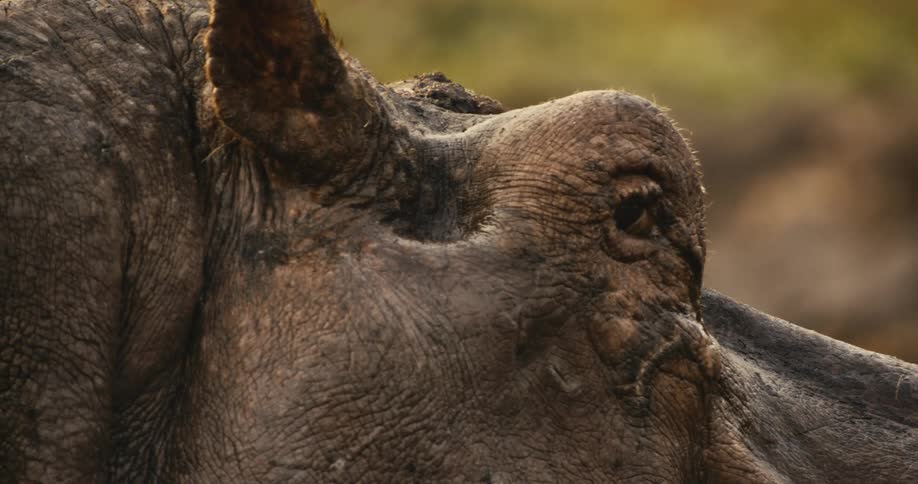 A hippo in the wild blinks its eye at midday