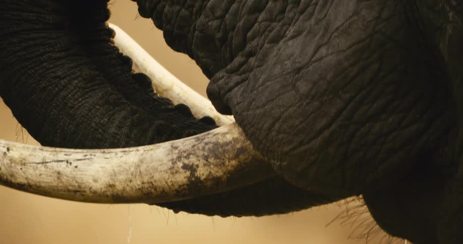 An extreme close up of an elephants trunk curled around its tusk