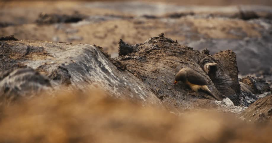 A bird is looking for food on the coast of a beach