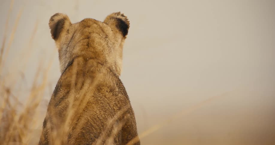A closeup shot from behind shows a lioness sitting in tall grass looking to her right with her back to the viewer