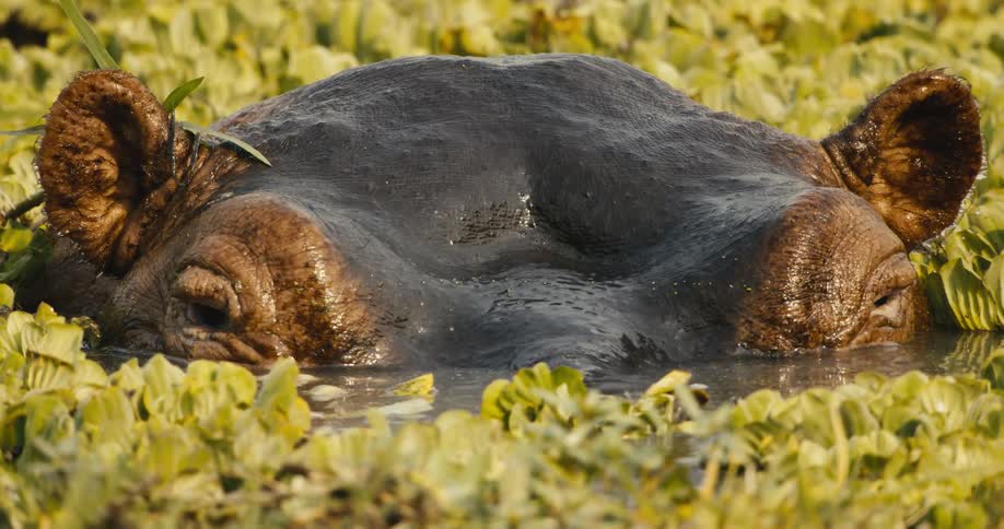 The large hippo is peeking its head out of the marsh
