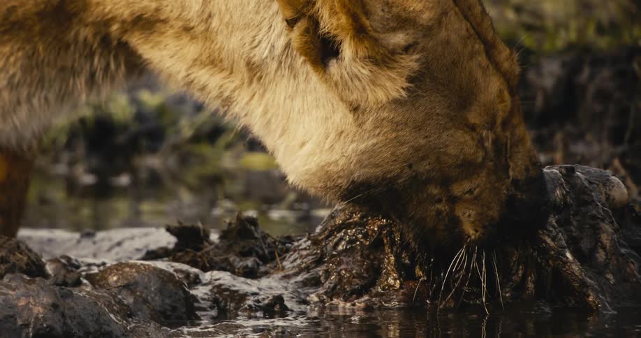 Lion eating the carcass of a dead animal in a river