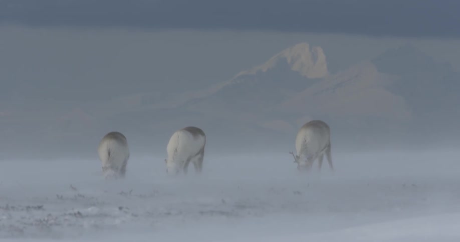 Three reindeer dig around in the snow on a windy day
