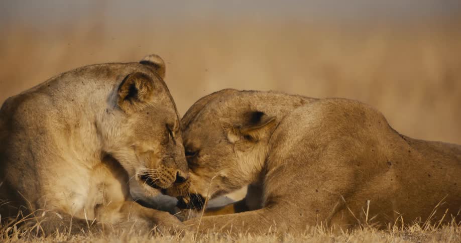Two lionesses lie on the ground in the wild playfully interacting with each other around midday