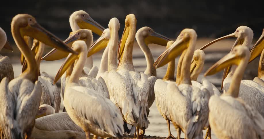 Cluster of pelicans on the shore of a lake