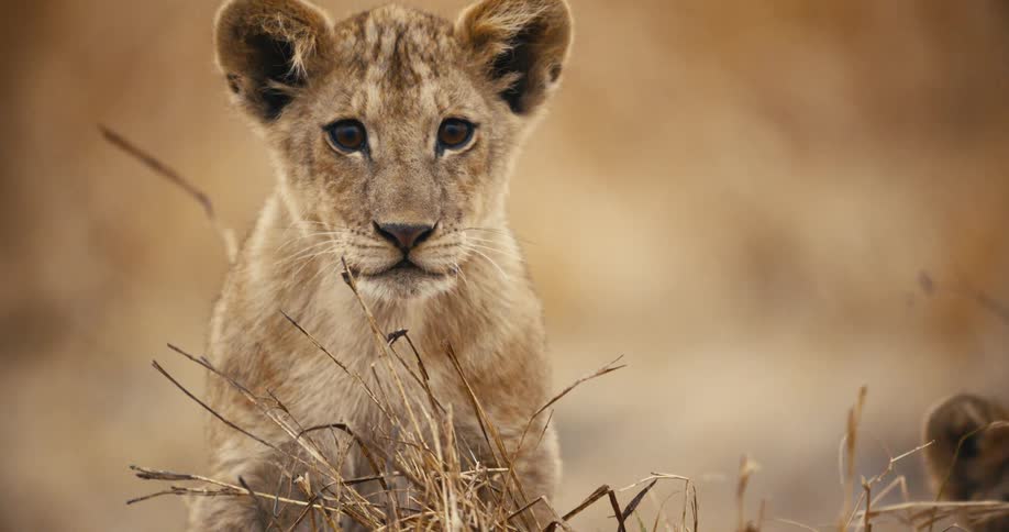 The lion cub is looking around