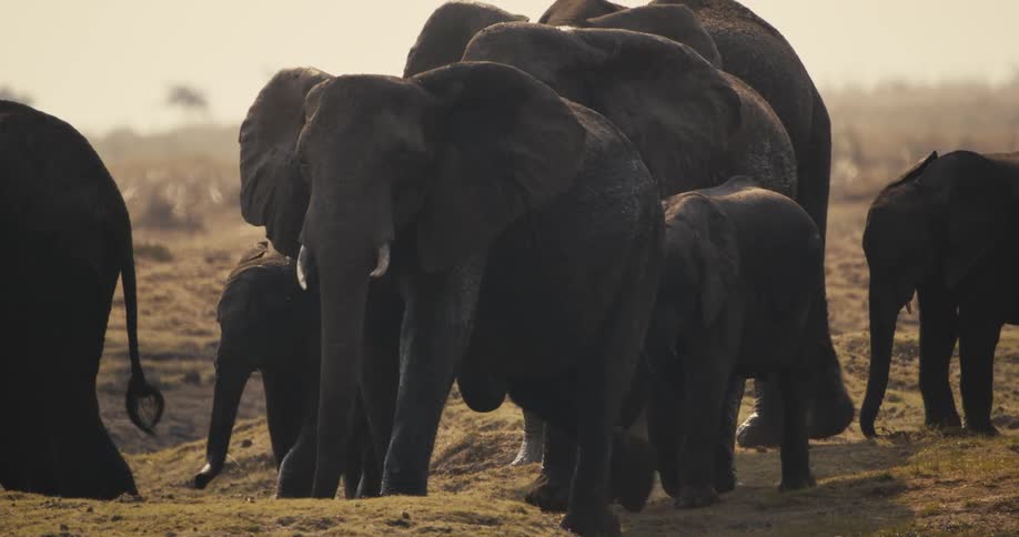 A group of elephants stands together on dry land in warm sunlight