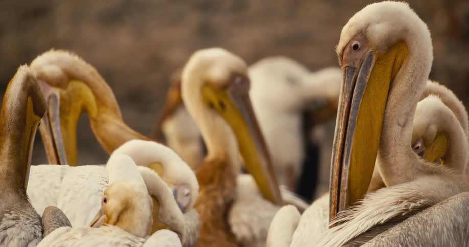 Group of birds are standing together grooming themselves