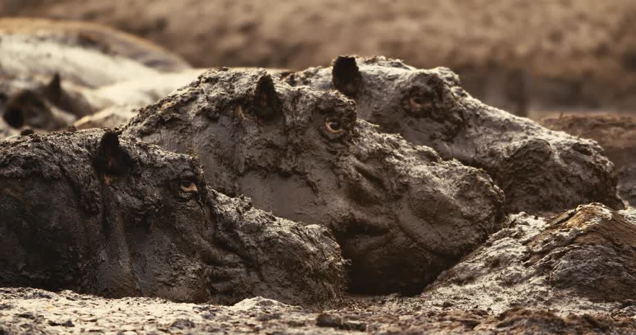 A group of hippos rests in a muddy pond around midday