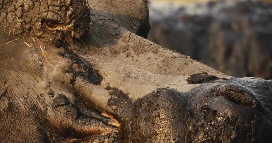 Closeup head of an hippopotamus at sunset