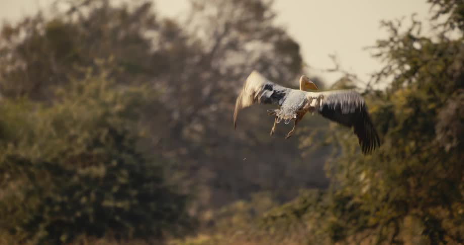 A bird flies over the forest around midday