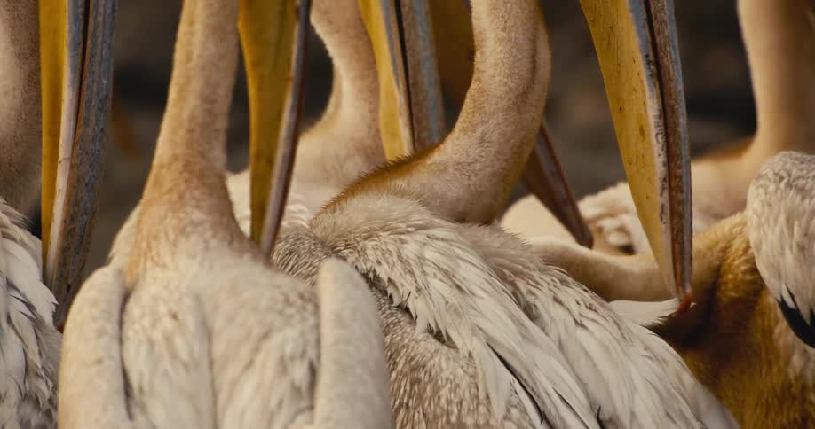 The pelicans are picking at their feathers