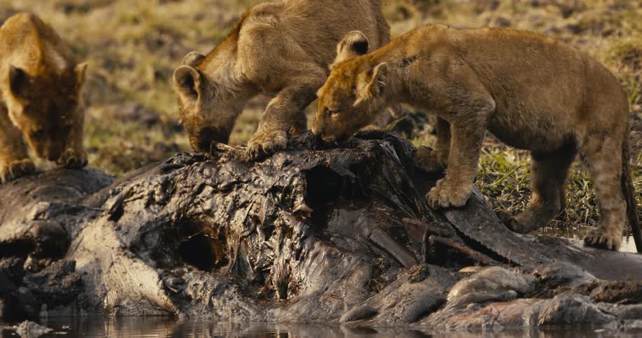 The lion cubs are eating meat on the carcass
