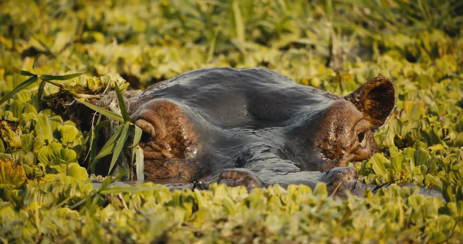 Hippopotamus emerging from a river of plants