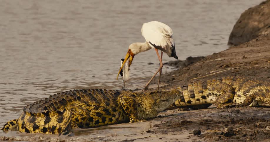 Crocodiles rest on a muddy riverbank beside wading birds