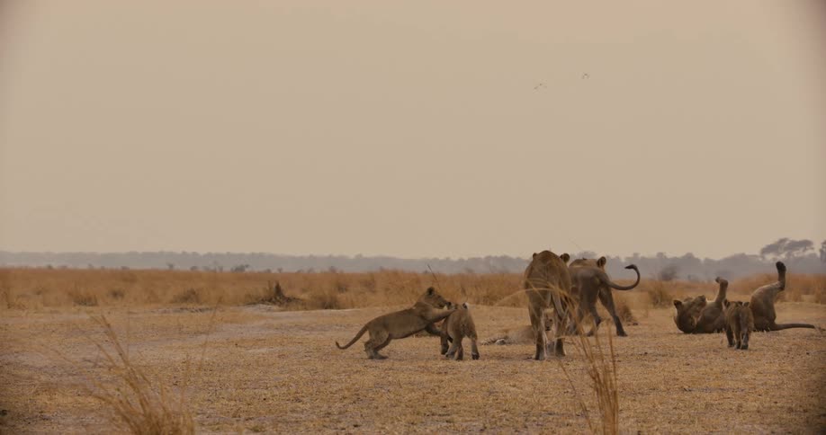 A pride of lions with cubs walks through a dry grassland