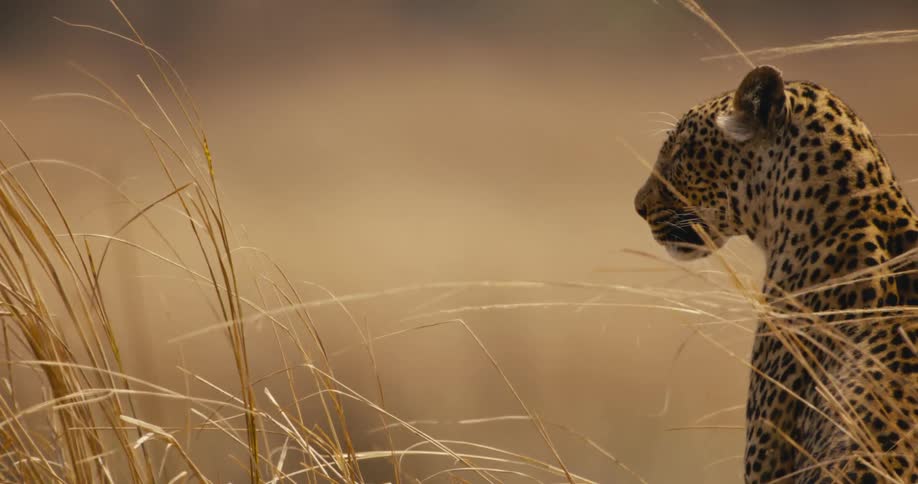 A leopard sits patiently in the tall golden grass intensely focused on something in the distance