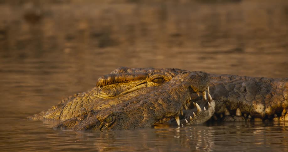 Crocodiles swimming in a calm river