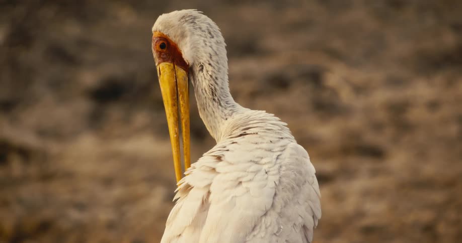 The bird is pecking at its feathers