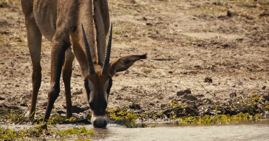 A roan antelope bends down to drink water at the edge of a dry grassy waterhole