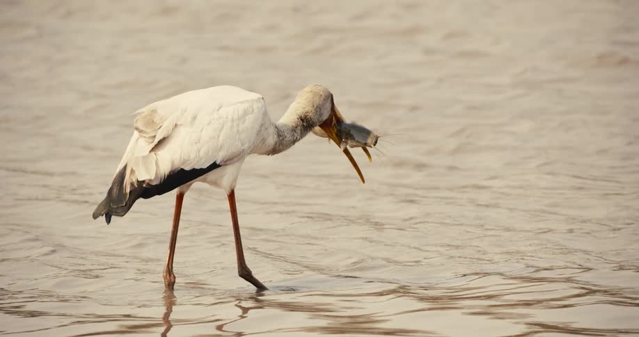 A yellowbilled stork roams the river around midday holding a fish in its beak