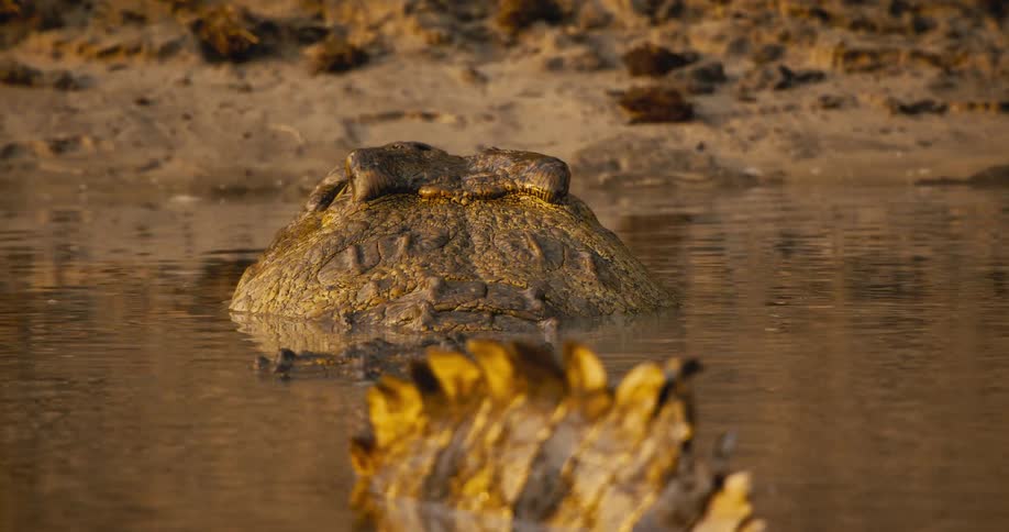 Alligator swimming in a shallow lake