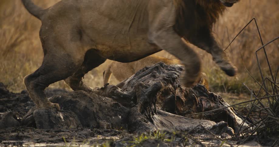 The lion jumps off the rotting carcass