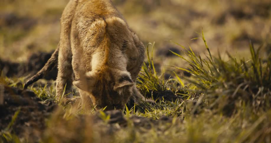 A lion cub walks with its head down through tall grass in a wild grassy terrain