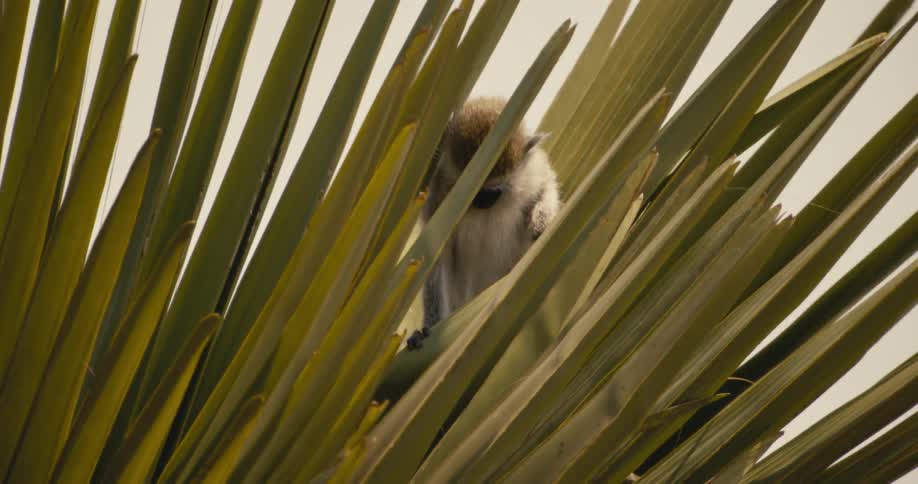 A monkey is sitting in the bush
