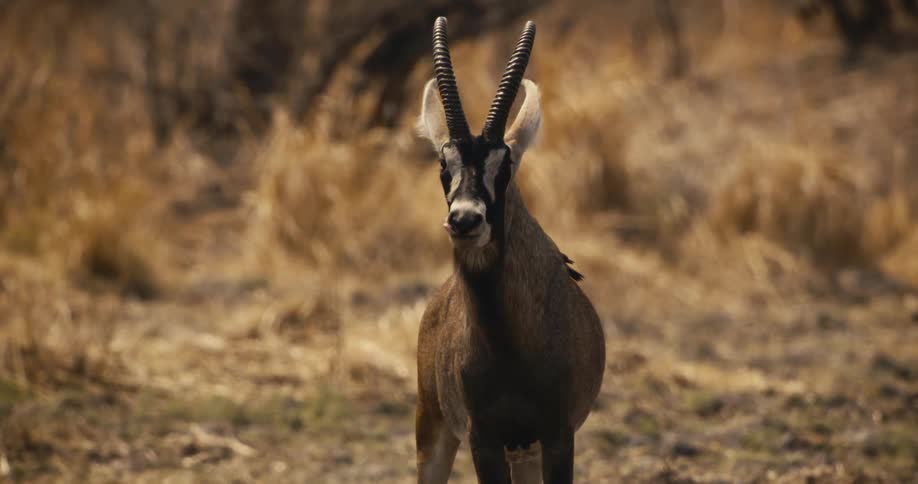 A roan antelope stands alert in dry grassland with a small bird perched on its back
