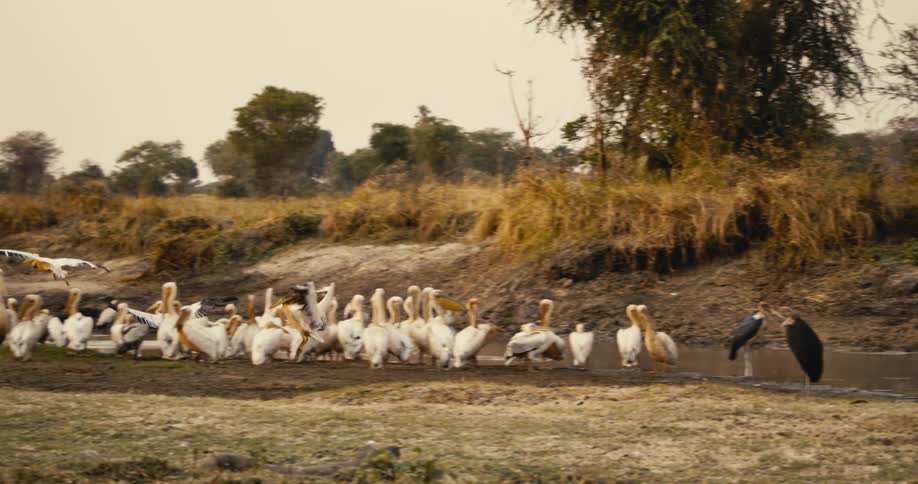 A large flock of pelicans gathers near a shallow water body in a dry grassy landscape